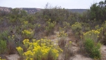 Nipomo Waterline Inter-tie Project, Nipomo, California