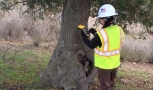 Oak Tree Inventory