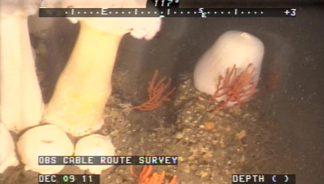Ocean Bottom Seismometer Installation, Offshore San Luis Obispo, California