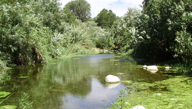 Ventura River Steelhead Habitat Assessment, Ventura, California
