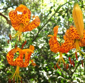 IMG_4469_Humboldt lily_CDunn