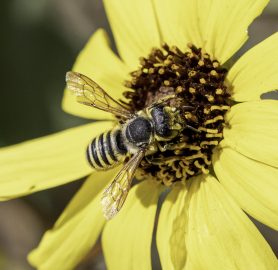 Leafcutter Bee (Megachile fidelis)